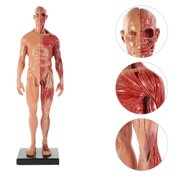 Модел на структурата на човешкия мускул Модел на мини мускулната структура Модел на мускулната система